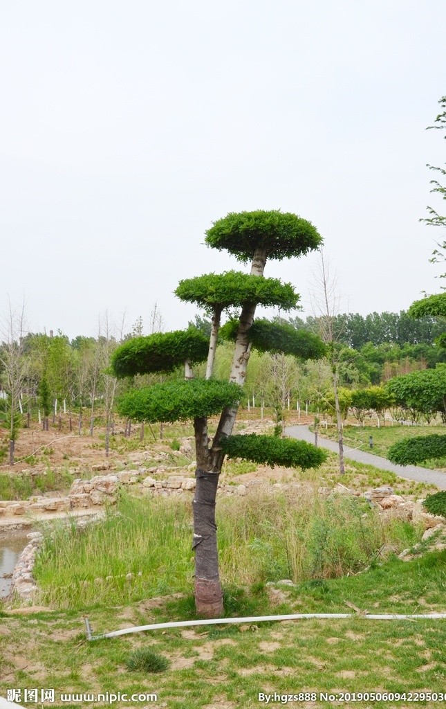 绿植 花卉 花艺 盒景 园艺 龙泉湖 旅游摄影 国内旅游