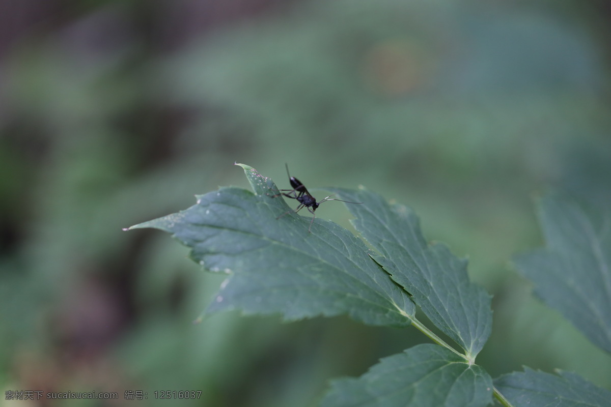 鹿鹅 昆虫 蛾类 成虫 鹿蛾 翅膀透明 生物世界