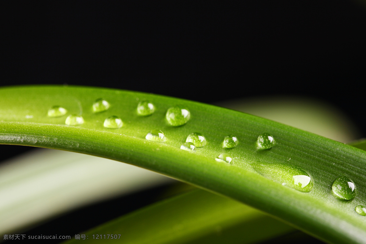 花草 晶莹剔透 露水 露珠 绿叶 绿叶背景 绿叶底纹 水珠 特写 水珠特写 晨露 绿叶特写 树叶 水珠图片 漂亮水珠 水滴 微距拍摄 水 主题 水主题素材 生命之水 水珠水花水滴 自然风景 自然景观 生物世界 psd源文件