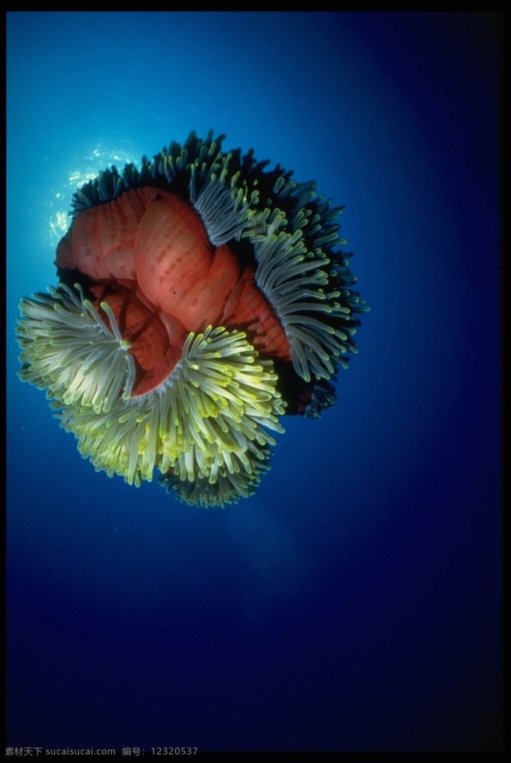 海底免费下载 碧海 大海 广告 大 辞典 海底 海水 海藻 礁石 珊瑚 深海 神秘 鱼群 生物 生物世界