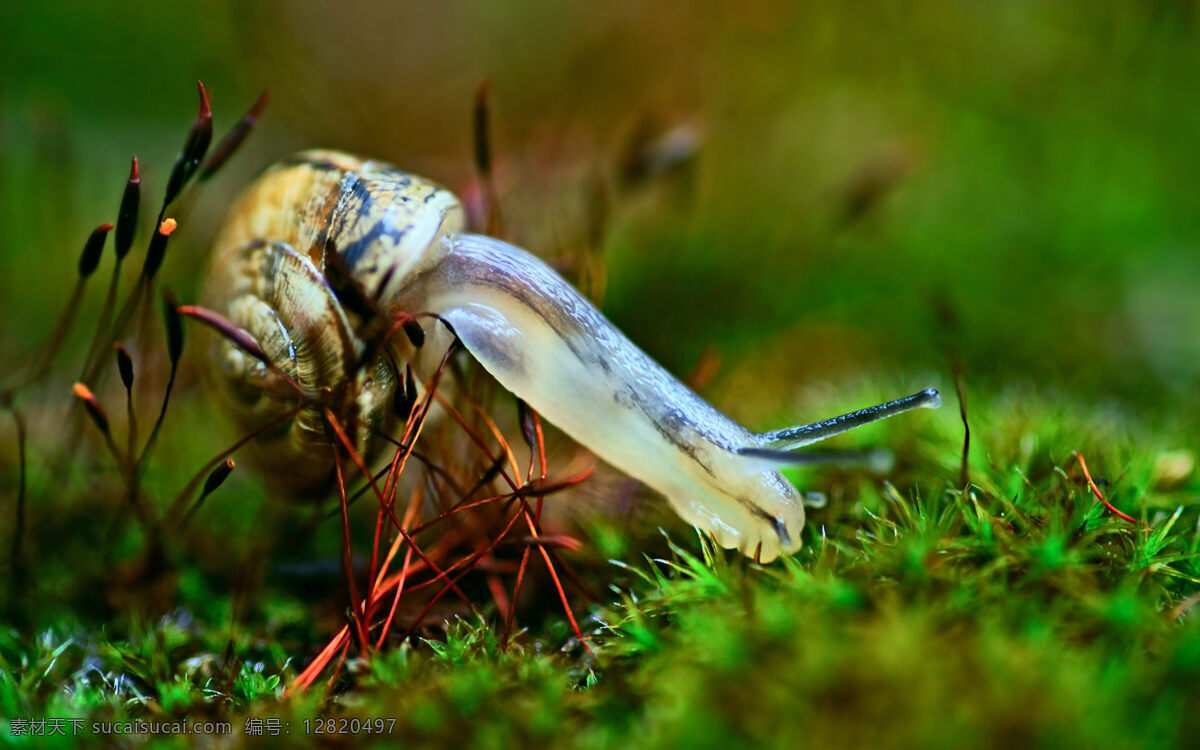 草地免费下载 草地 动物图片 昆虫 昆虫图片 生物世界 蜗牛 蜗牛素材 昆虫摄影 蜗牛图片