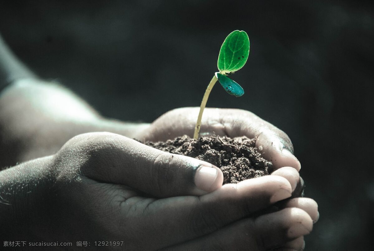 手捧春天 绿植 禾苗 春天 立春 生命 共享摄影图片 生物世界 树木树叶