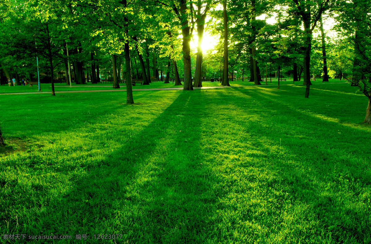 大自然 大树 阳光 树荫 树干 绿叶 植物 自然 草地 自然景观 自然风景