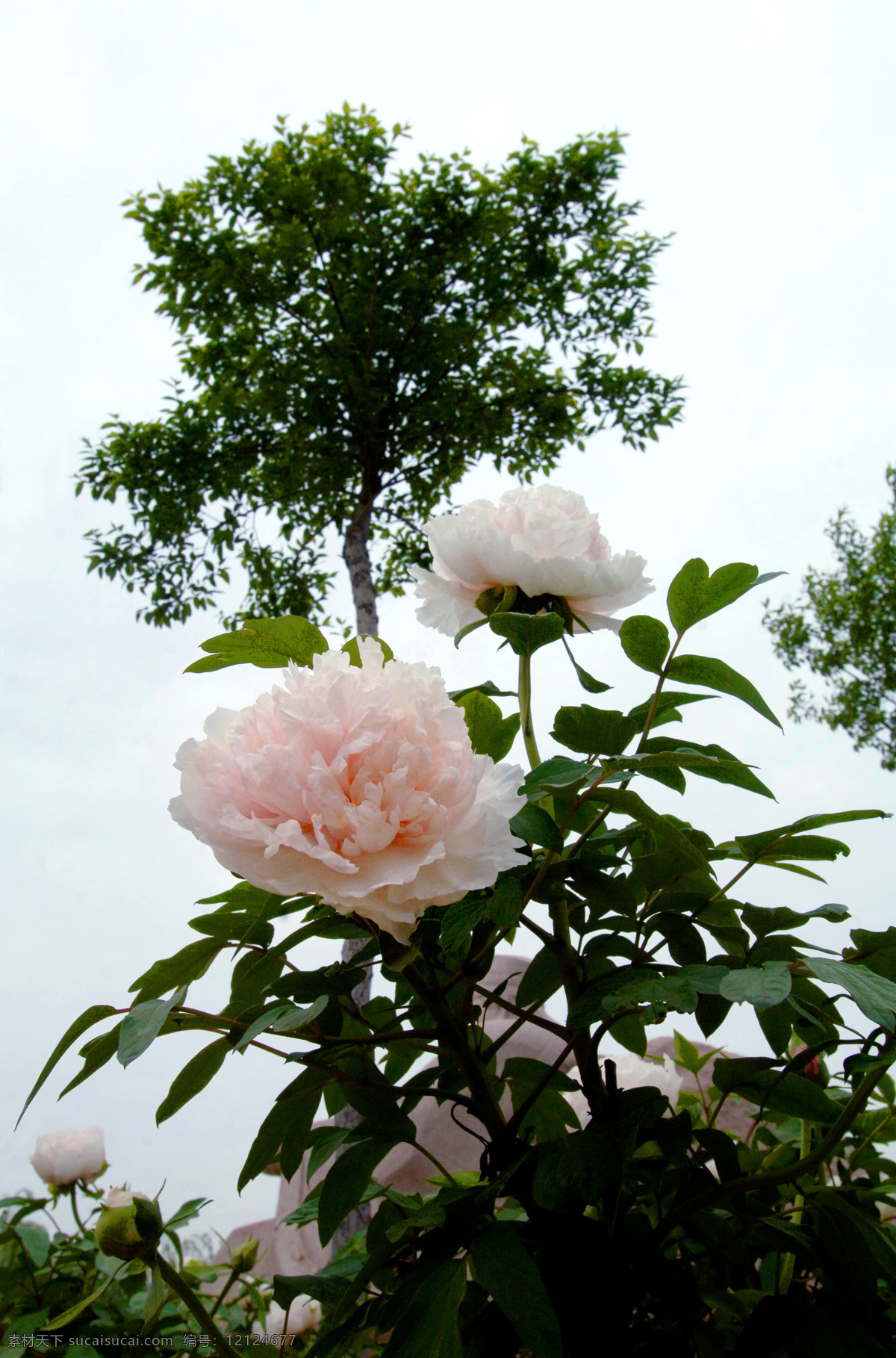 洛阳牡丹 牡丹 牡丹照片 牡丹摄影图 牡丹花 花草 生物世界