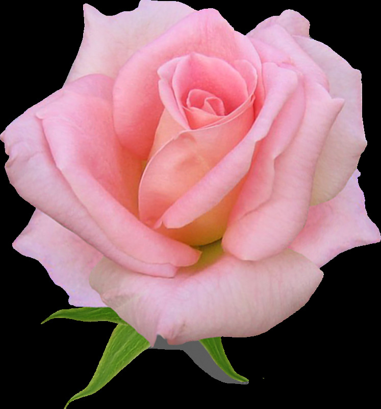 粉色 玫瑰花 美丽鲜花 花卉花草 漂亮花朵 玫瑰花素材 鲜艳花朵 花草植物 底纹背景 鲜花摄影 温馨
