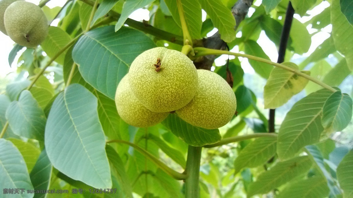 核桃 绿核桃 生核桃 核桃树 三个核桃 生物世界 水果