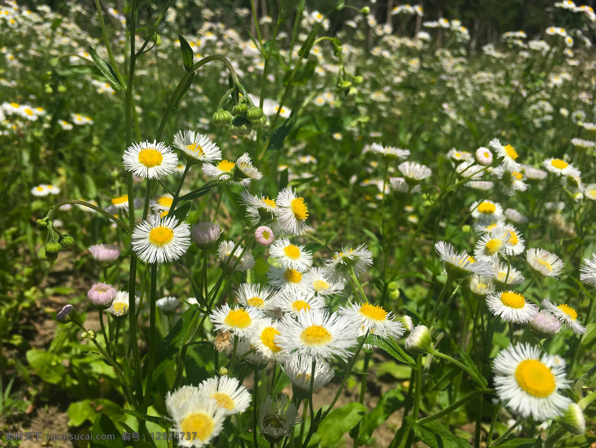 一年蓬 路边 野花 白色花瓣 春天 花 野 白色 小花