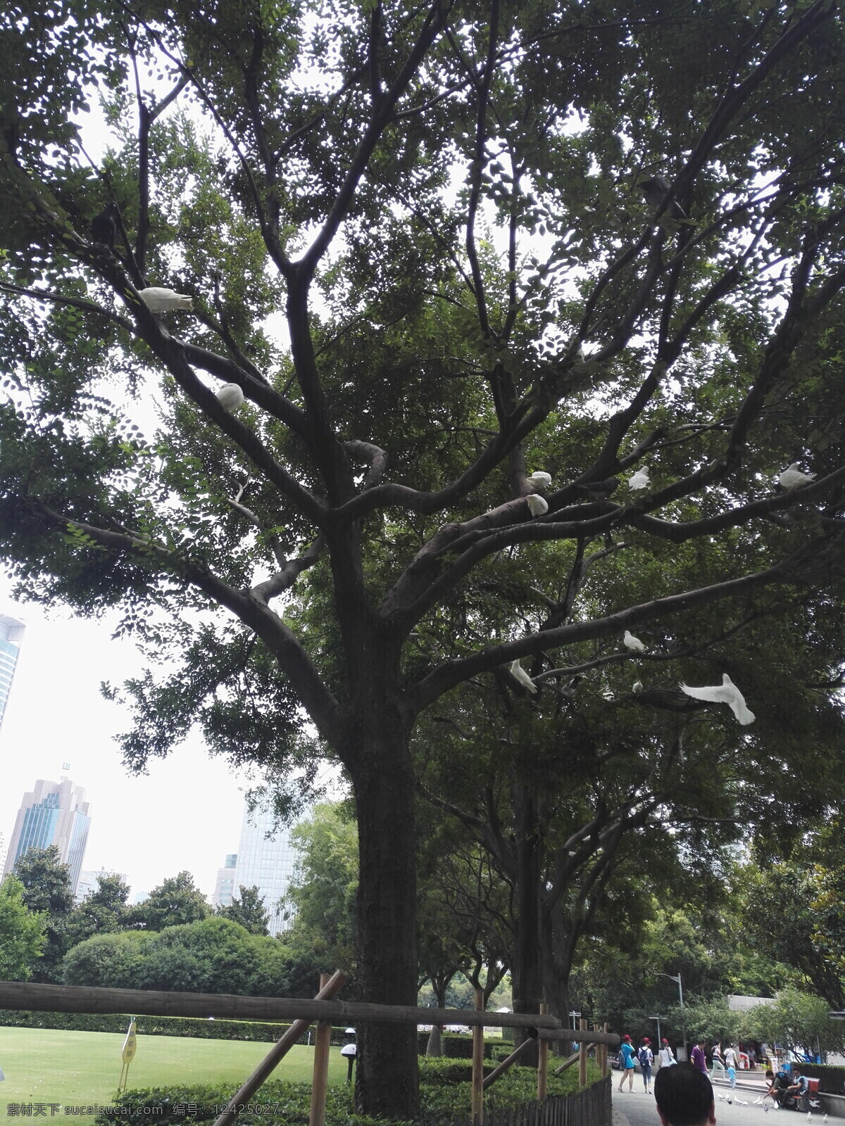 树上的白鸽 白鸽 树 广州 旅游 拍摄 旅游摄影 国内旅游