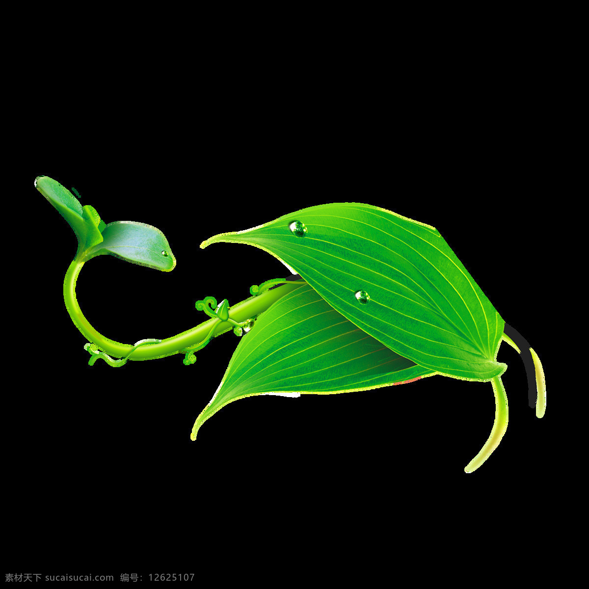 绿色 藤 曼森 系 树叶 透明 海报设计装饰 抠图专用 森系 设计素材 淘宝素材 藤曼 透明素材 装饰 装饰图案
