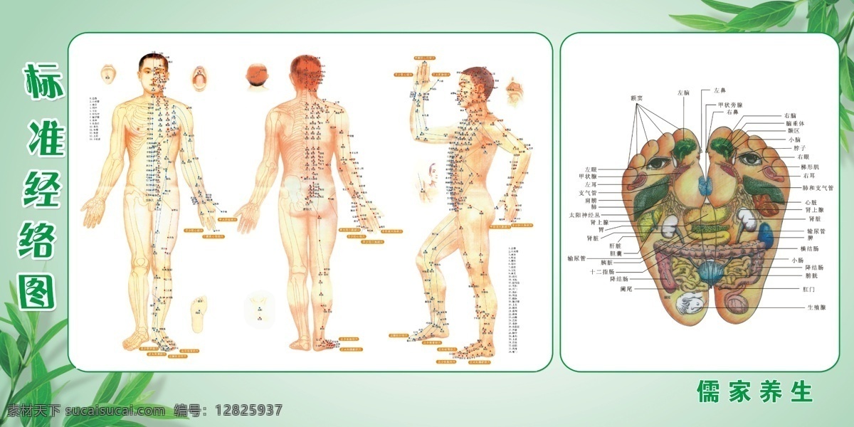 人体 经络 加 脚 反射 人 型 标准经络图 人体经络 较低反射 叶子 展板模板 广告设计模板 源文件