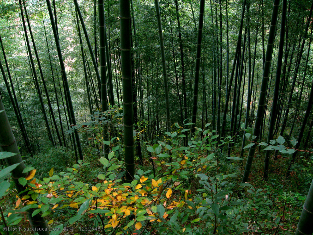 木 坑 竹海 竹林 自然风景 自然景观 木坑竹海 安徽竹林 宏村竹林 木坑 竹海桌面 绿荫 竹林绿荫 矢量图 日常生活