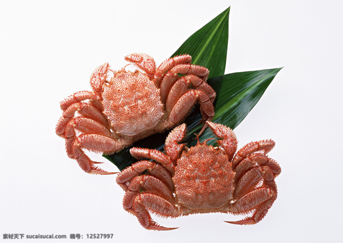 红毛蟹 海鲜 海洋水产 螃蟹 餐饮美食 生鲜食品 食物原料