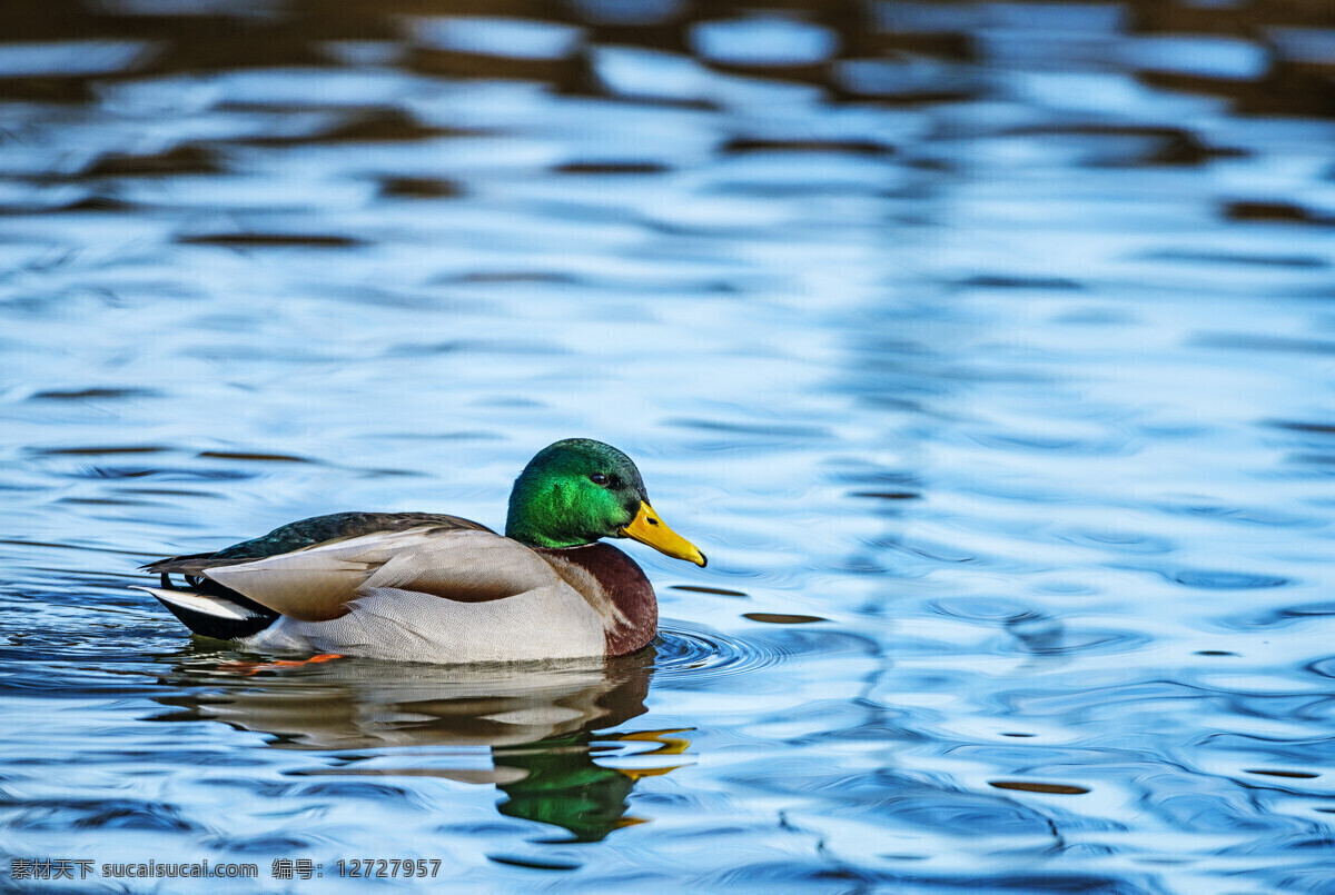 水中 游 鸭子 高清 动物 家禽 水面 湖面