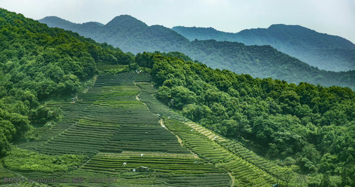 茶园景色图 茶 茶园 茶叶种植 茶园摄影 自然景观 自然风景