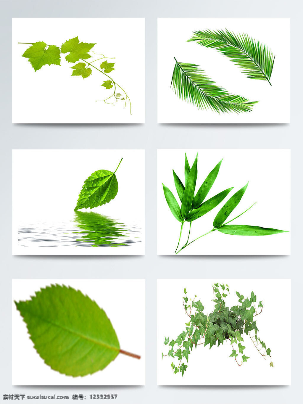 二十四节气 立春 叶子 图案 集合 传统 节气 立春节气 绿色叶子 树叶图案 叶子图案