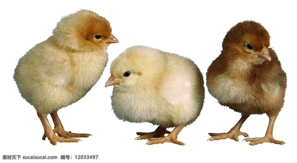 小小鸡 小鸡仔 鸡 雏鸡 小山鸡 小野鸡 原鸡 鸡宝宝 稚鸡 孵出的小鸡 动物 生物世界 家禽家畜