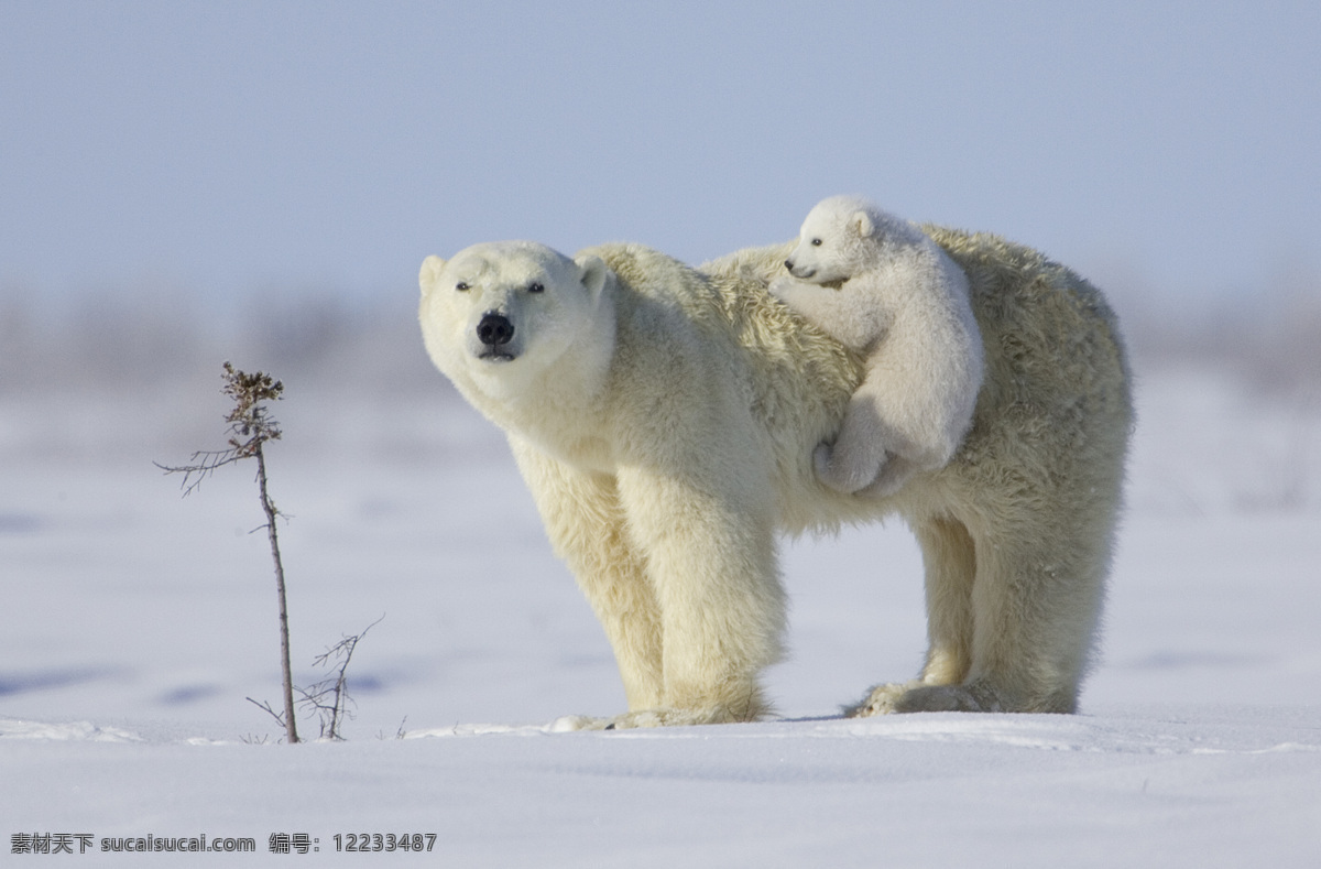 北极熊 母子 母爱 北极圈 野生动物 熊宝宝 嬉戏 觅食 生物世界
