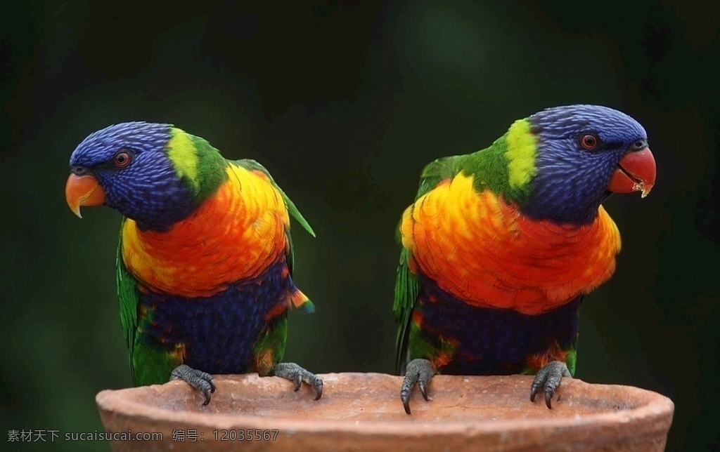 两只鹦鹉 鹦鹉 五彩斑斓 鸟 彩色 两只鸟 自然景观 自然风景