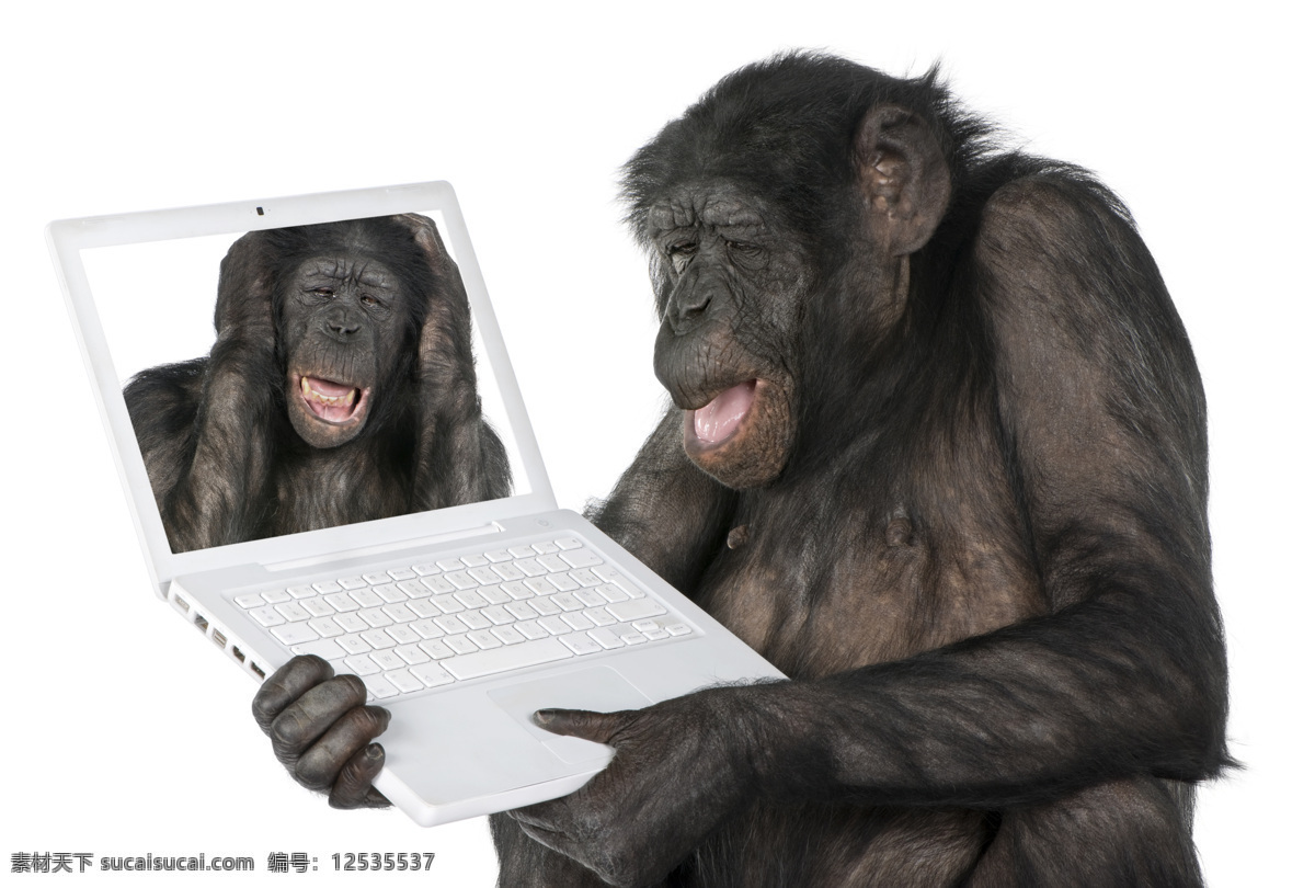 抱 笔记本 电脑 大猩猩 笔记本电脑 猩猩 黑猩猩 动物世界 陆地动物 生物世界
