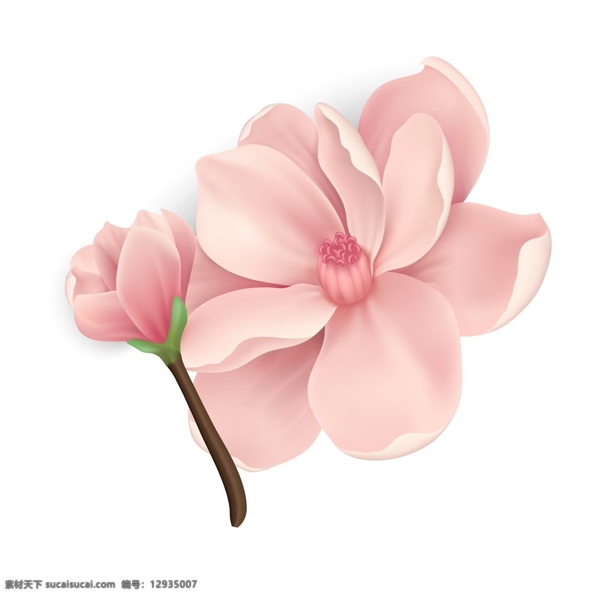 卡通 粉色 花朵 桃花 花枝 装饰素材