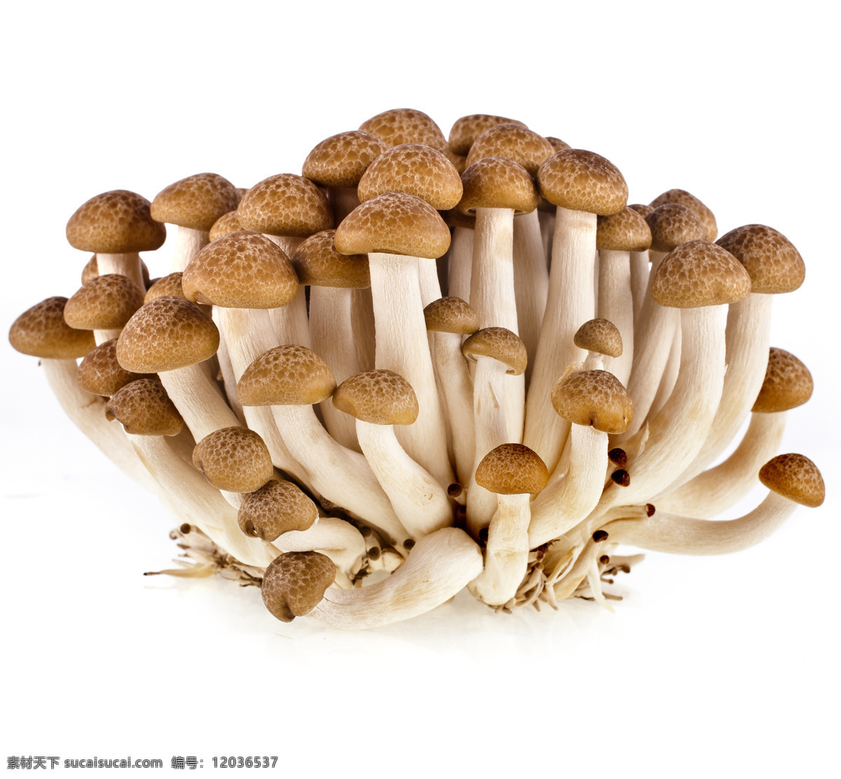 蘑菇 野蘑菇 香蘑菇 野菌菇 食用菌 菌类 菇子 菇类 蔬菜 生物世界 其他生物