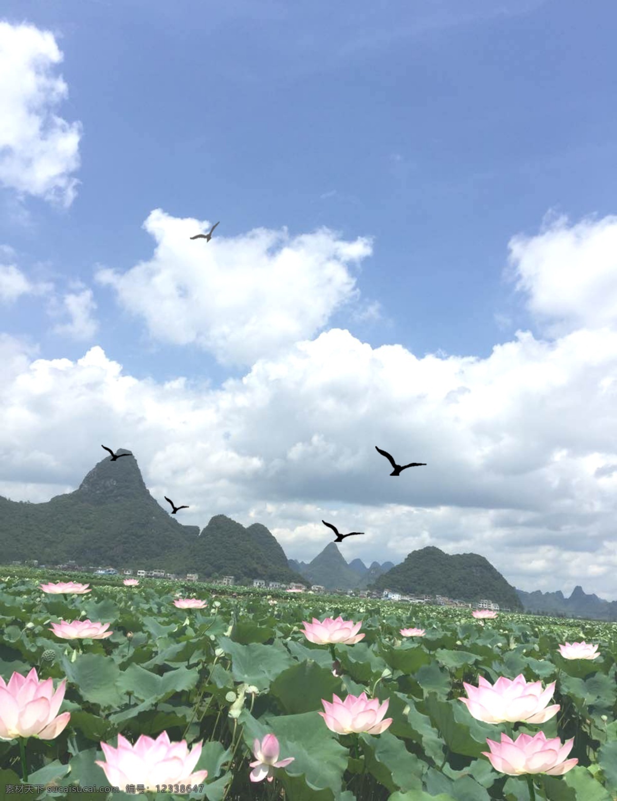 高雅荷花 荷花 莲蓬 荷叶 睡莲 白色荷花 背景类 莲藕自然风光 莲藕海报 荷花池 菜单菜谱