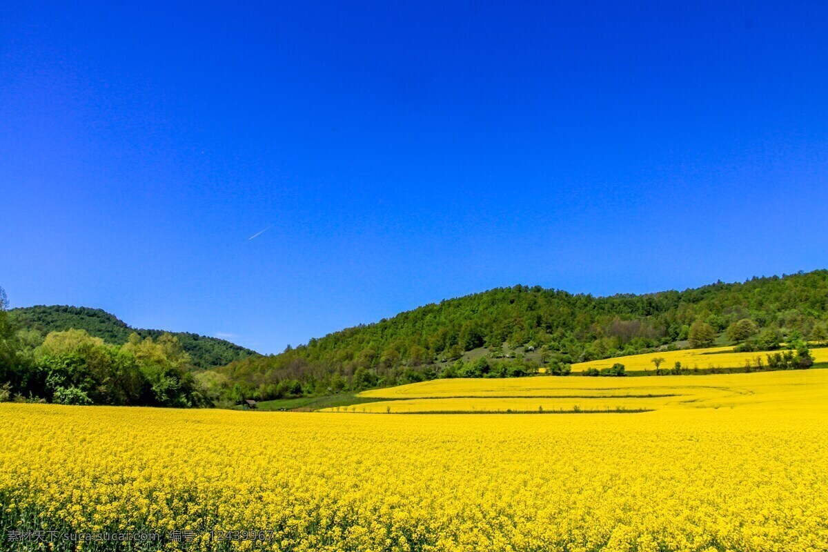 油菜花素材 油菜花 蓝天 晴朗天气 春天 自然景观 自然风景