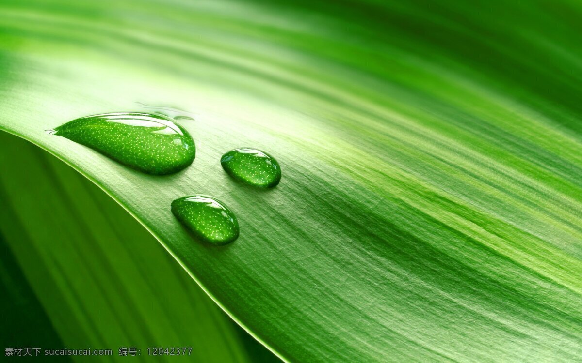 绿色 水滴 树叶 大气 版纳图 环保 能源 自然景观 自然风景