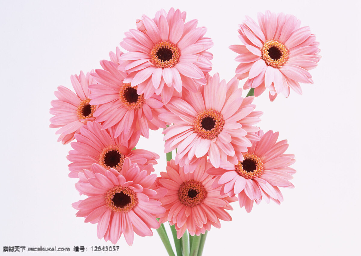 花朵 特写 高清图片素材 花瓣 花朵特写 花束 向日葵图片 高清花图片 生物世界