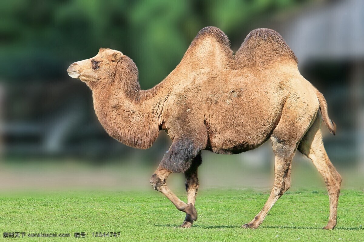 非洲骆驼 骆驼科 沙漠骆驼 双峰骆驼 生物世界 野生动物