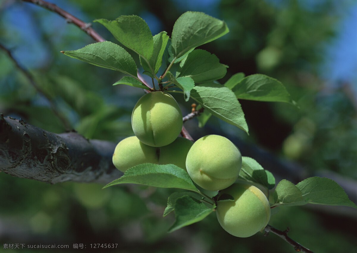 未 成熟 桃子 树 水果 树上的桃子 绿桃子 生物世界