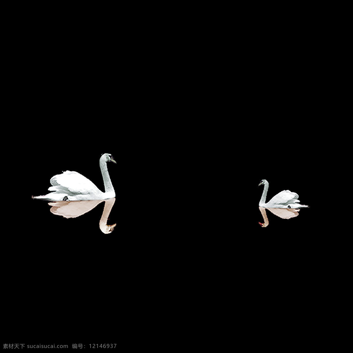 卡通 湖面 戏水 天鹅 元素 png元素 白天鹅 动物 美丽 免抠元素 透明素材