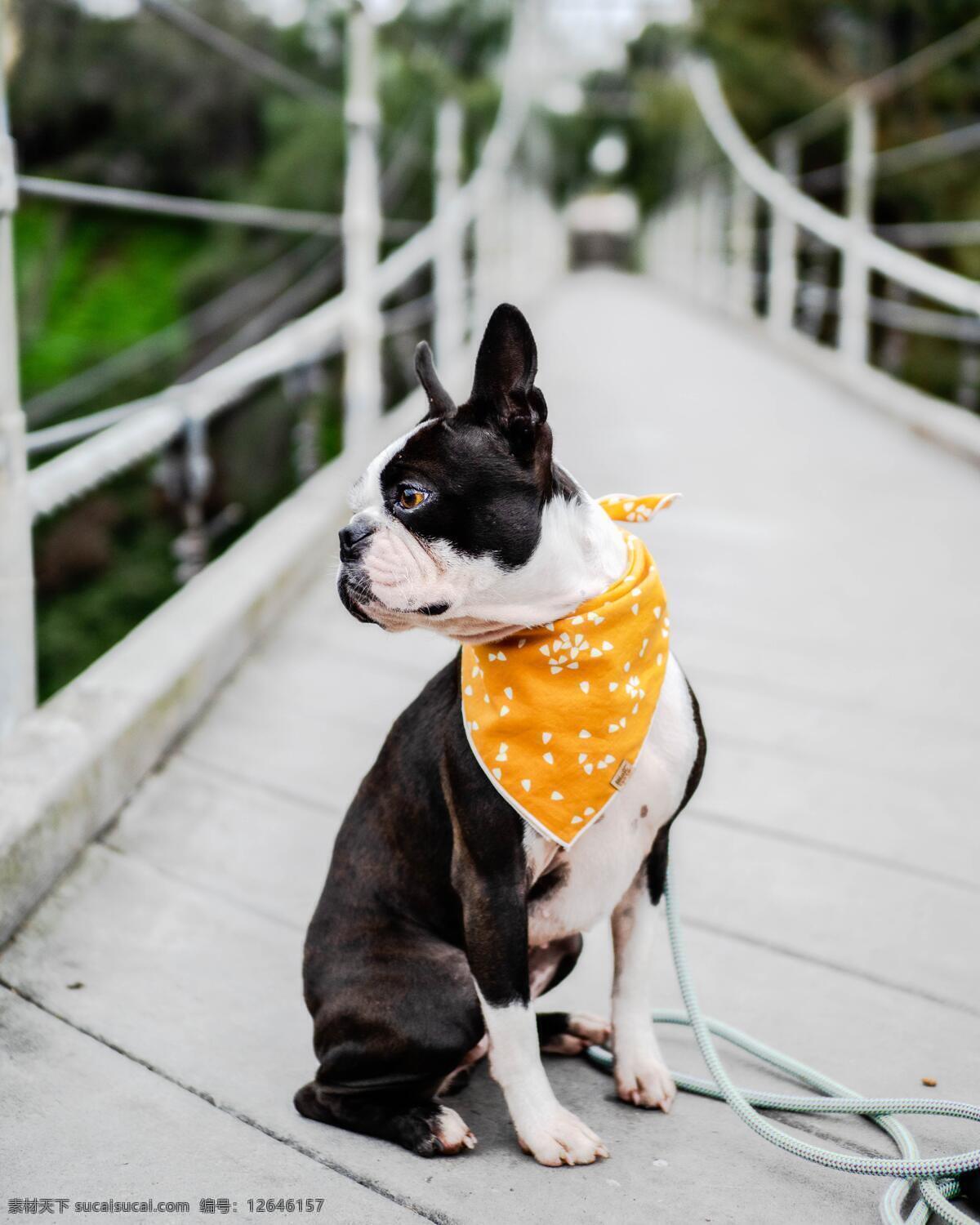 小狗 可爱 毛茸茸 犬 动物 宠物 萌犬 伙伴 狗写真 家犬 宠物狗 家畜 导盲犬 吉娃娃 忠诚 黑狗 白狗 狗素材 狗壁纸 小狗壁纸 狗背景 狗设计 狗狗 人与狗 可爱小狗 狗摄影 忠犬 狗特写 狗鼻 狗摆拍 一条股 一只狗 遛狗 狗毛 狗头 小狗创意 腊肠狗 小狗动画 小狗狗 狗动态 生物世界 家禽家畜