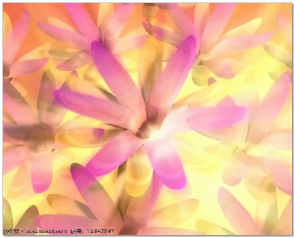 粉红色 花朵 视频 高清视频素材 视频素材 动态视频素材 花瓣 阳光 光线