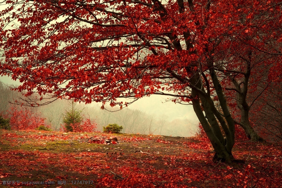 红叶 美丽的红叶 香山红叶 香山美景 红叶景色 生物世界 树木树叶
