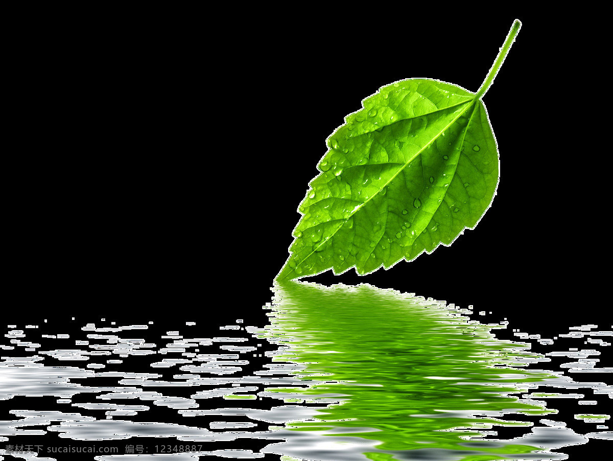 水面 上 片 树叶 透明 波光粼粼 湖面 绿叶 绿油油 免扣素材 透明素材 装饰图片