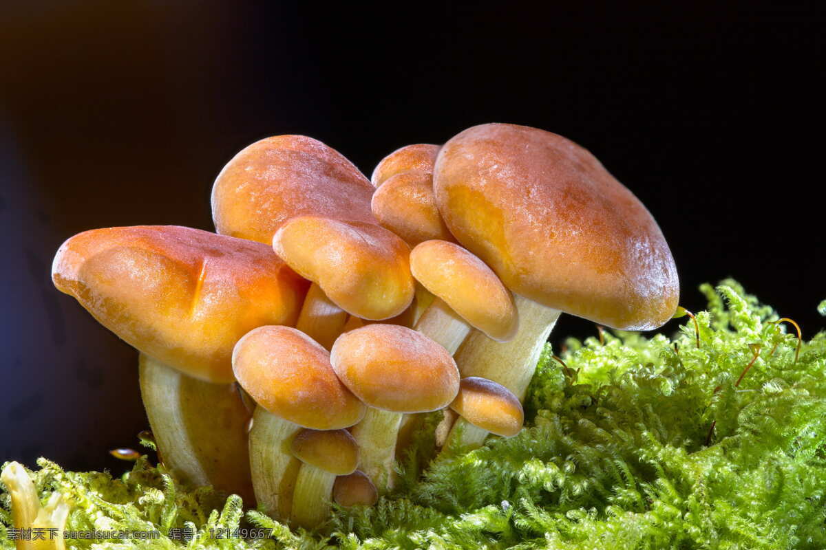 新鲜的蘑菇 美味 菌 食材 新鲜 蘑菇 生物世界 蔬菜