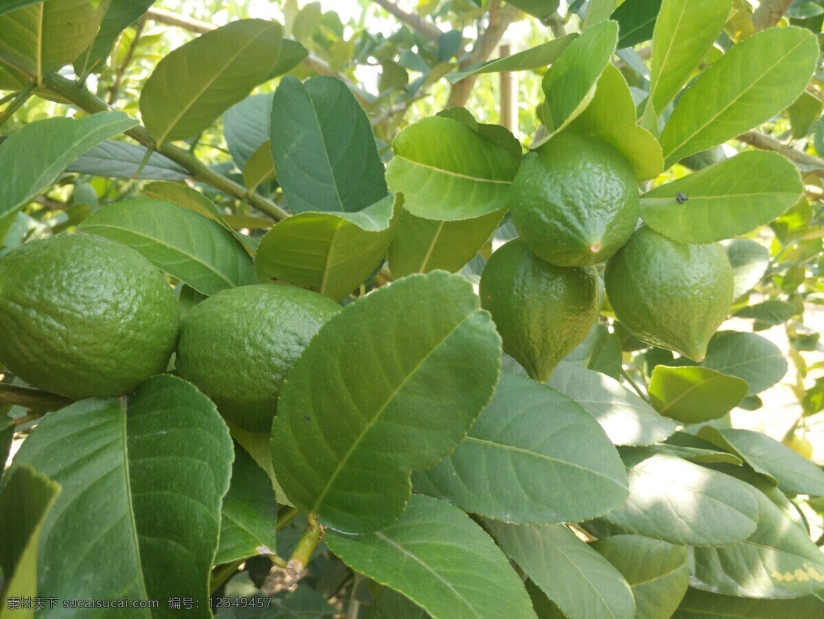 丰收的柠檬 柠檬 香水柠檬 丰收 果实 水果 自然景观 田园风光