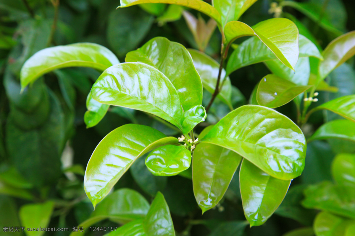 桂树 桂花树 新叶 新绿 景观树 特写 生物世界 树木树叶