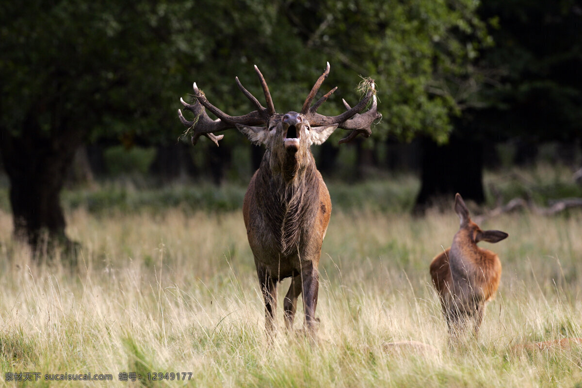 草原 上 麋鹿 鹿 野生动物 动物世界 摄影图 陆地动物 生物世界