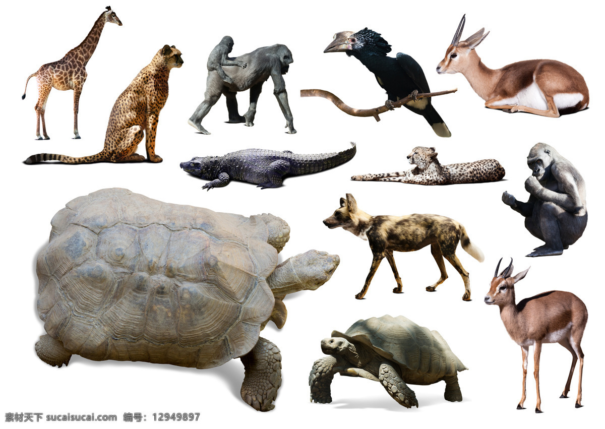 野生动物世界 长颈鹿 丹顶鹤 老虎 驼骆 动物 陆地动物 野生动物 乌龟 生物世界 白色