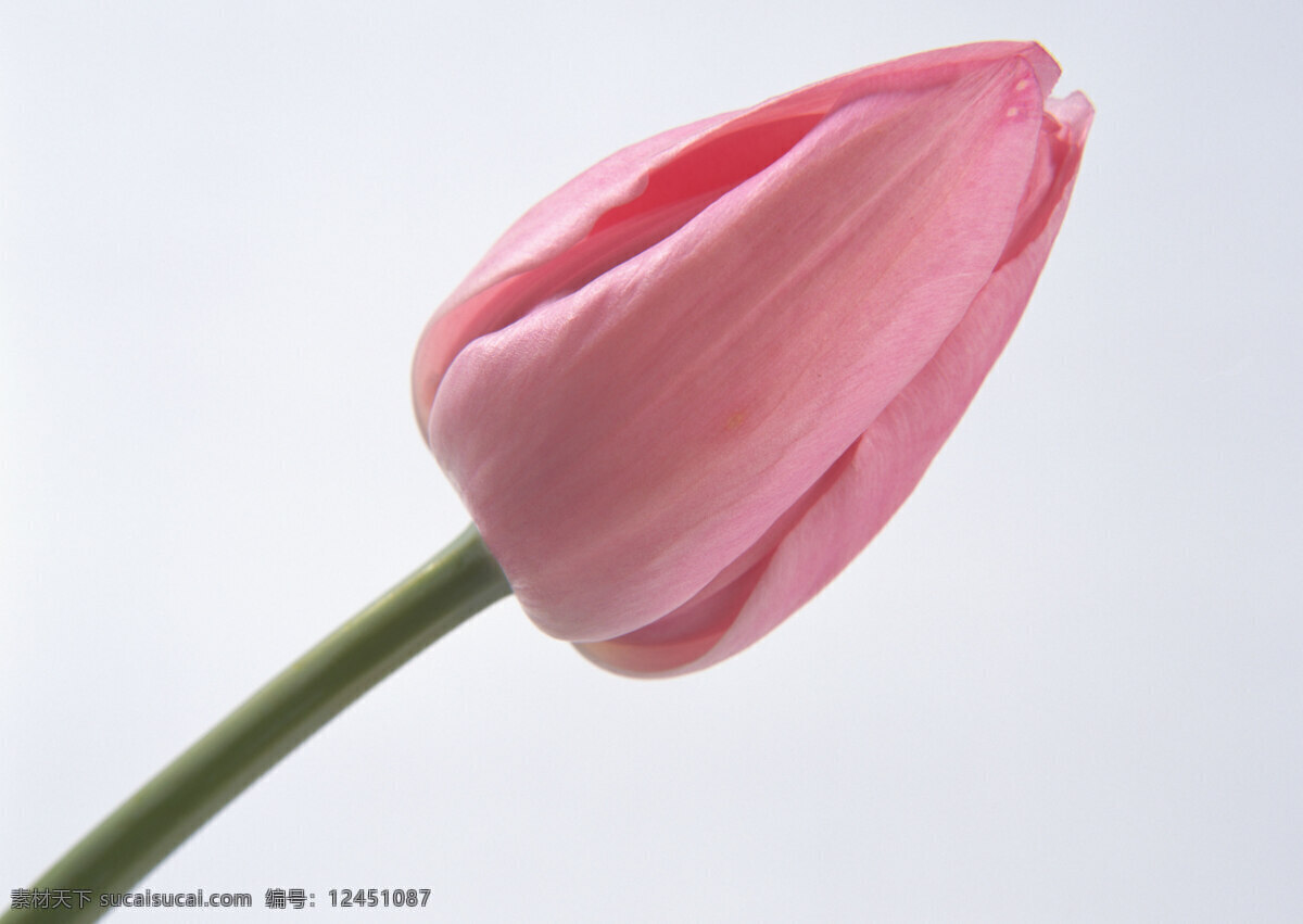 花朵免费下载 百花争艳 插花艺术 高清花朵 花 花朵 花朵花束 浪漫花朵 玫瑰 情人节花 水珠 鲜花装饰 鲜花 节日素材 情人节七夕