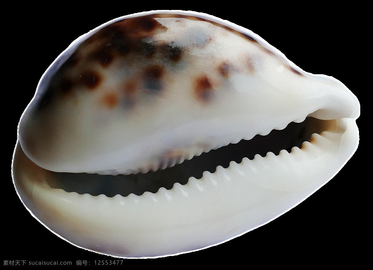 带 锯齿 贝壳 免 抠 透明 图 层 海螺简笔画 海螺摄影 贝壳素材 贝壳海星 失量图贝壳 动物的海洋 海洋动物图片 海边贝壳 沙滩海螺 贝壳海螺