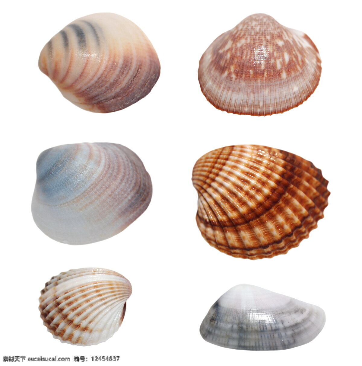 贝壳 标本 海洋生物 背景 海螺 外壳 生物世界 生活用品 生活百科