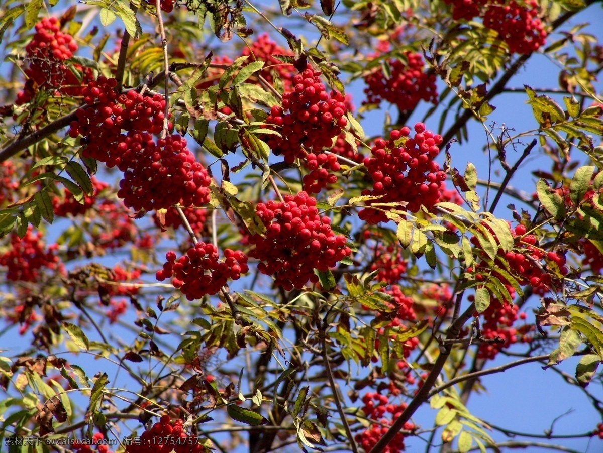 结 满 红色 果子 树 红色果子树 大树 树木 树叶 花草树木 自然风光 秋季自然景色 秋天美丽风景 秋天风光 自然风景 自然景观 黑色