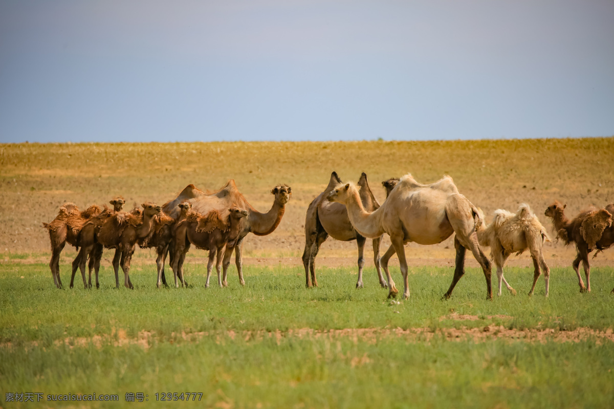 骆驼图片 蒙古 内蒙 草原 野生动物 骆驼 旅游 风光 风景 名胜 城市 旅游摄影 国外旅游