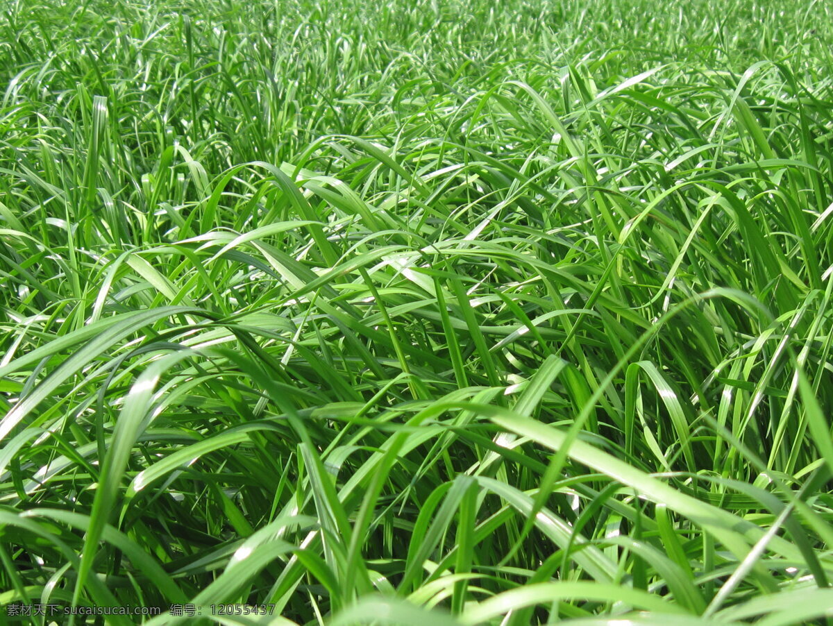 黑麦草 鱼草 牧草 天然饲料草 草地 自然景观 田园风光