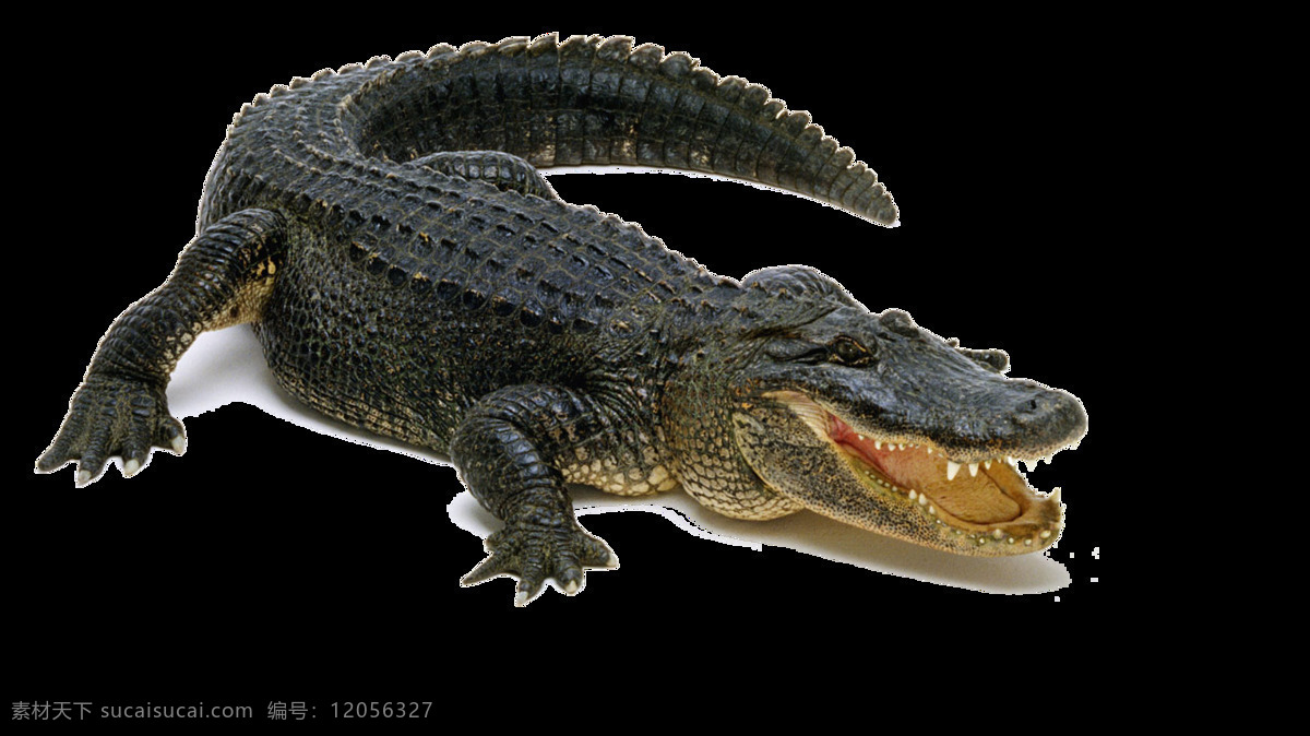锋利 牙齿 大 鳄鱼 免 抠 透明 鳄鱼创意图 鳄鱼设计素材 鳄鱼图片 凶恶的鳄鱼