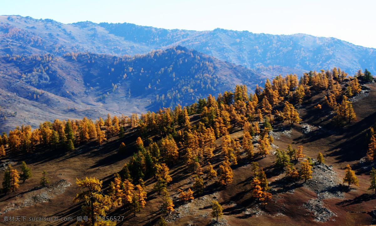 新疆 哈纳斯 秋色 山峦 塔松 山路 灌木 草原 蓝天 新疆哈纳斯 风景名胜 自然景观