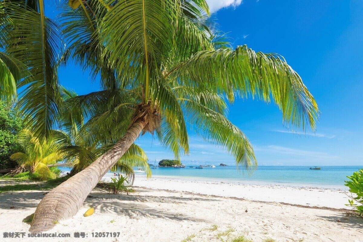 海滩 沙滩 海洋 海景 大海 清澈 椰子树 热带 海岛 森林 蓝天 白云 旅游 度假 马尔代夫 海边 别墅 自然景观 自然风景